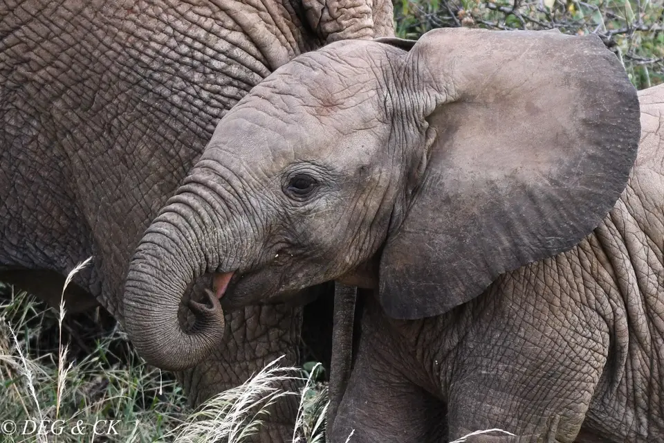 Samburu(2von1)-2.jpg