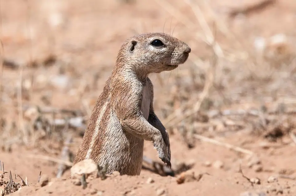 0006a_namibiaWST_3146-2.jpg