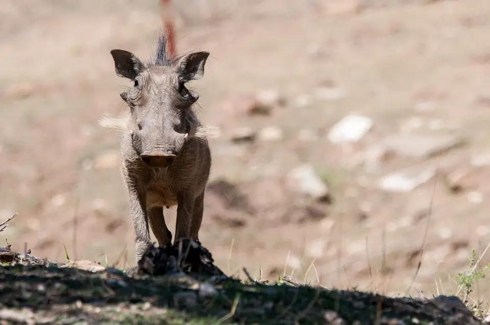 0006b_namibiaWST_6313.jpg