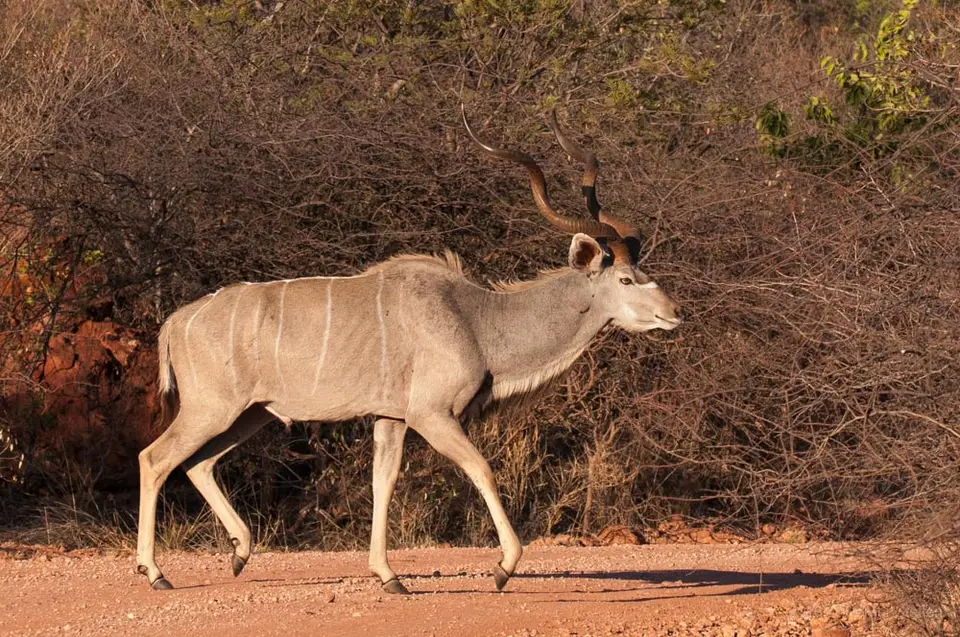 0057namibiaWST_6692-2.jpg