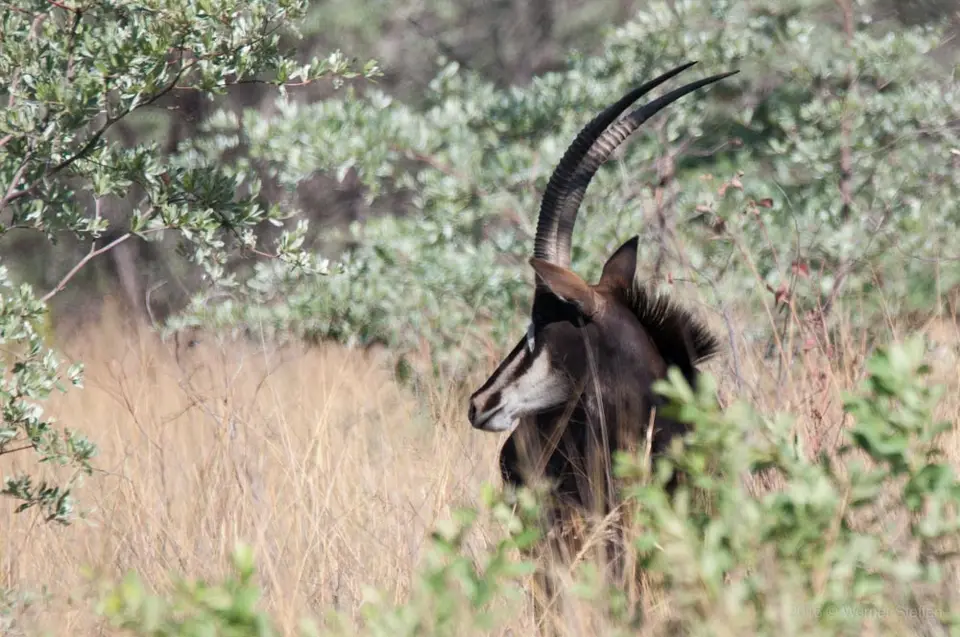0060namibiaWST_6735-2.jpg
