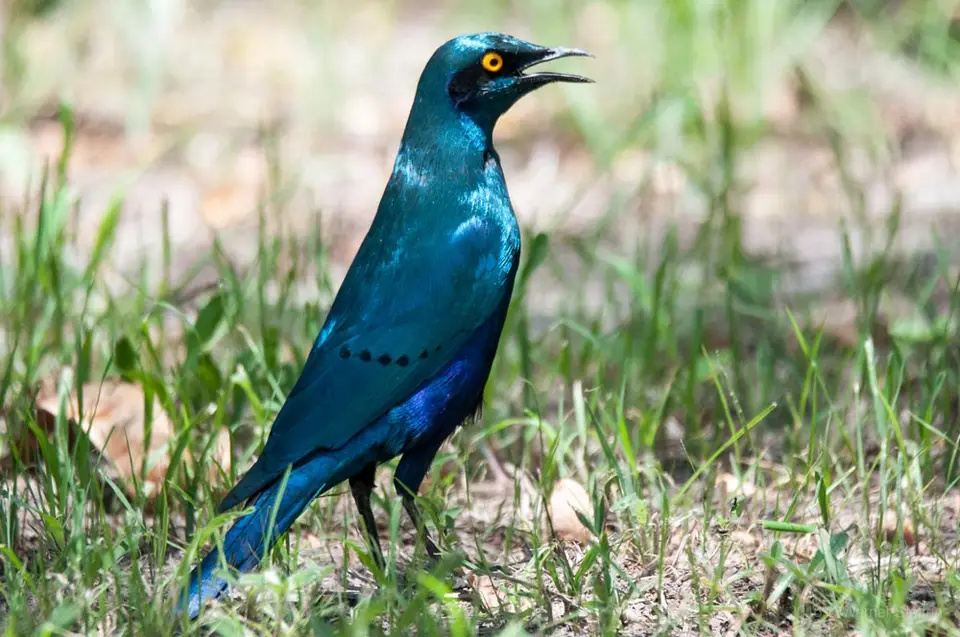 0163d_namibiaWST_8971-2.jpg
