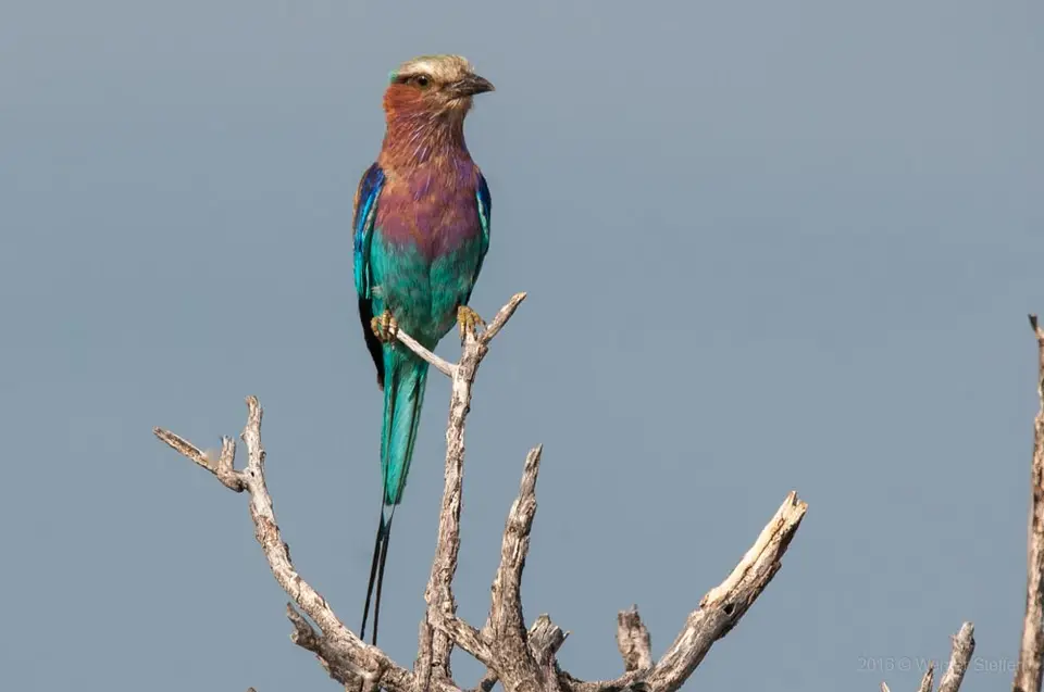 0237namibiaWST_1131-2.jpg
