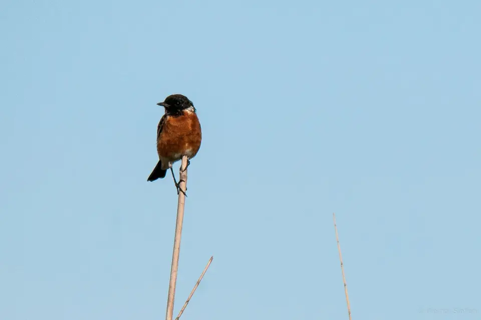 0315-WST_9261.jpg