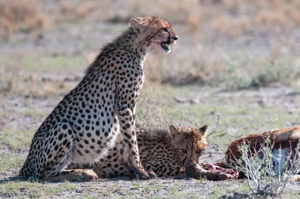 0315namibiaWST_0170-2.jpg