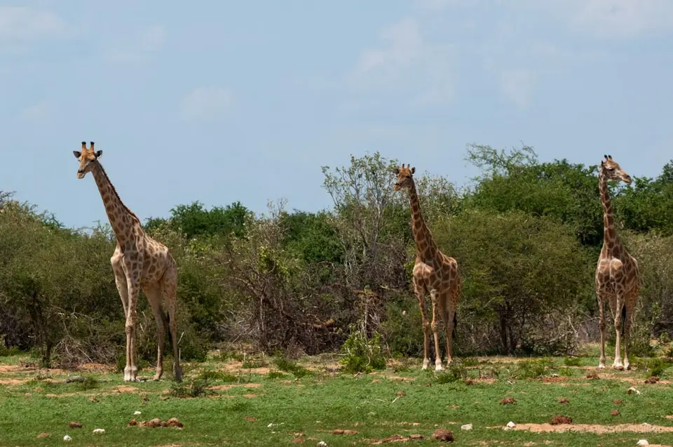 0324b_namibiaWST_0411-2.jpg