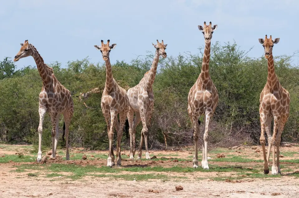 0324c_namibiaWST_0416-2.jpg