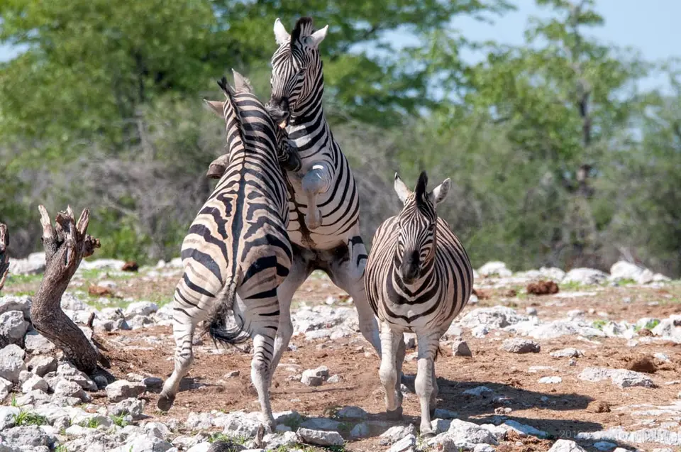 0329a_namibiaWST_0236-2.jpg