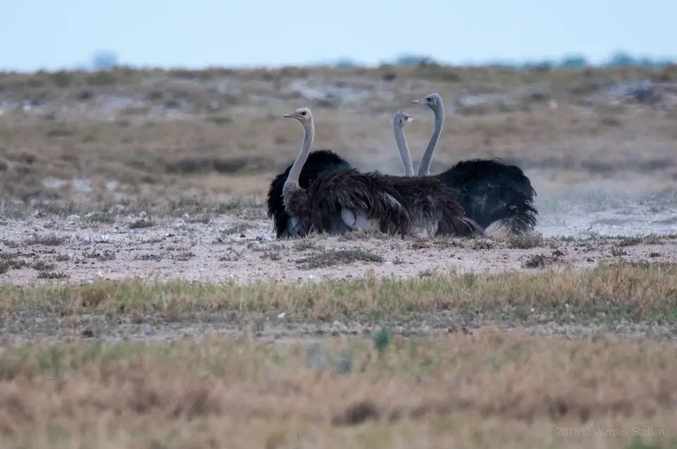 0383namibiaWST_0943-2.jpg