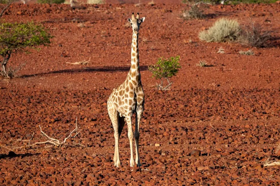 0426namibiaWST_1488-2.jpg
