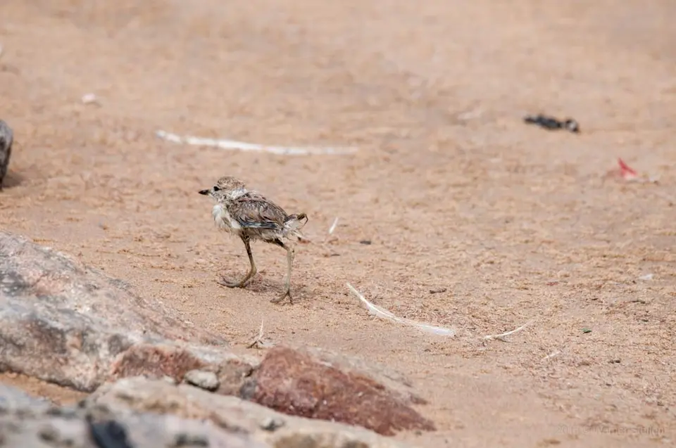 0515namibiaWST_2097-2.jpg