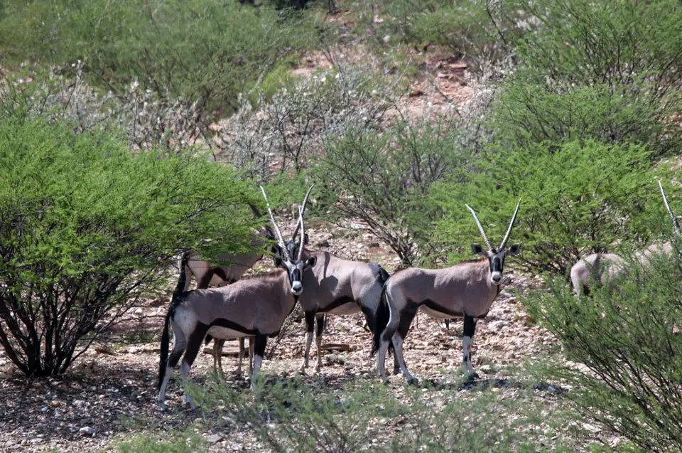 0587namibiaWST_2985-2.jpg