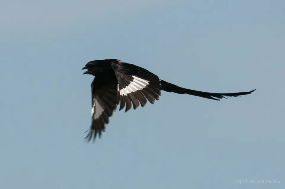 WST_9671.jpg