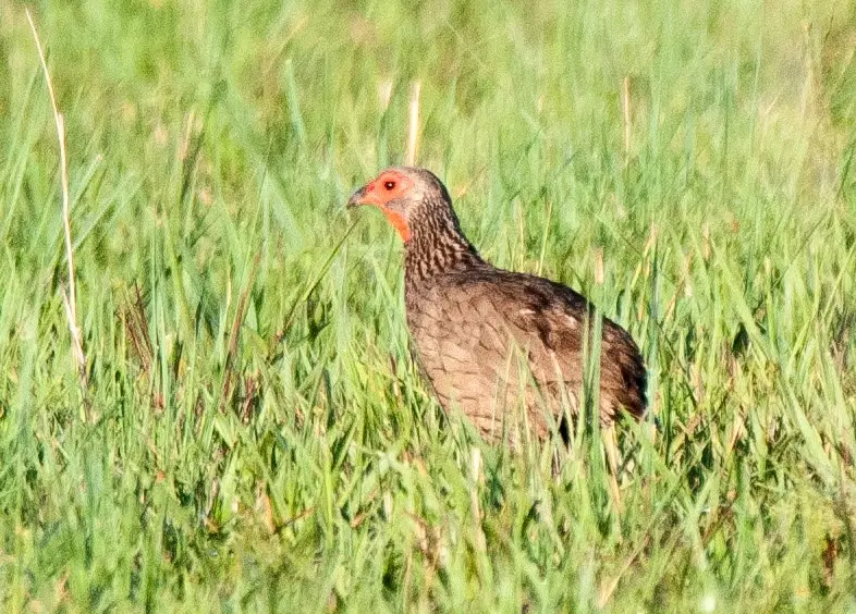 spurfowl.jpg