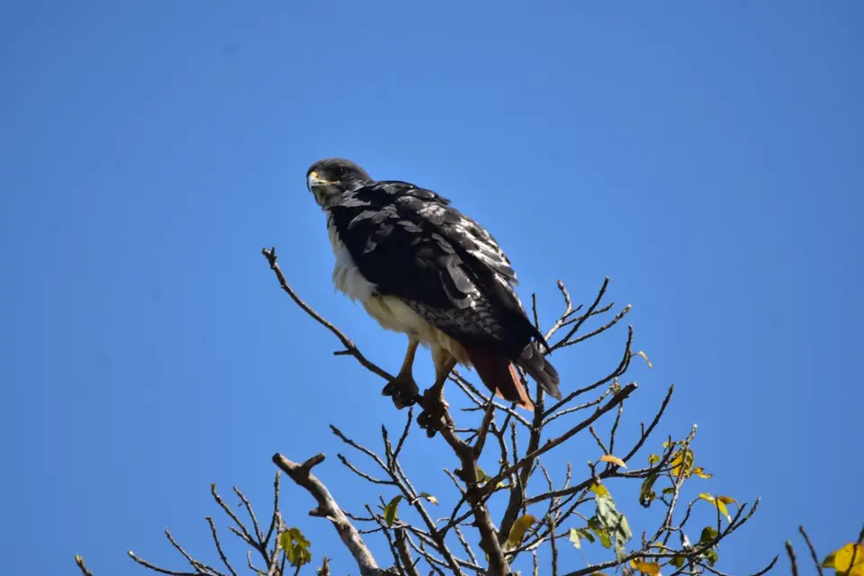 DSC_0448.JPG