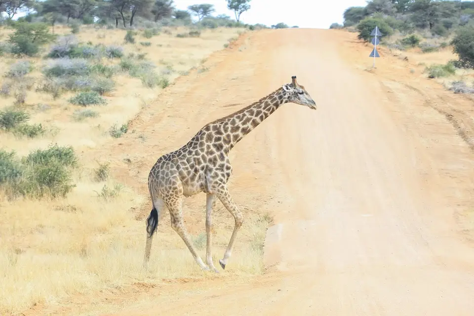 Namibia01,2016-58.jpg