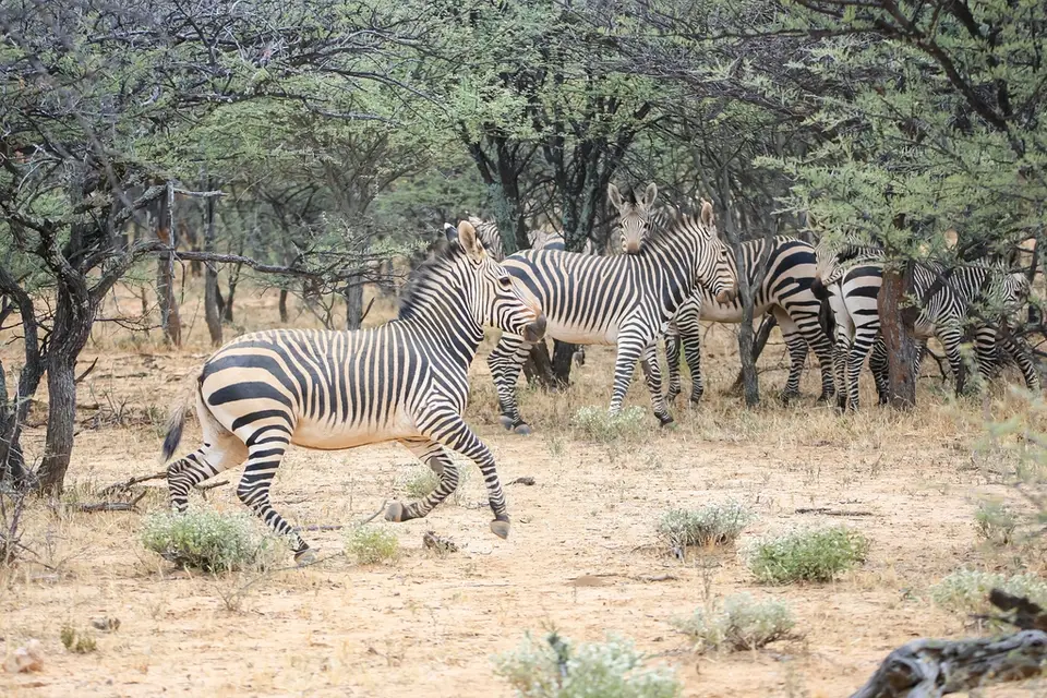 Namibia01,2016-93.jpg
