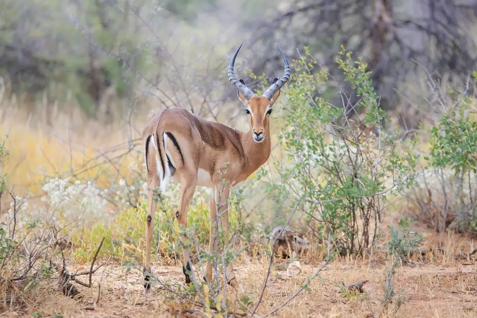 Namibia01,2016-97.jpg