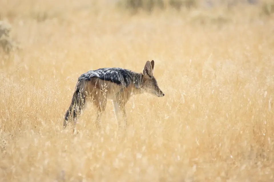 Namibia02-1015.jpg