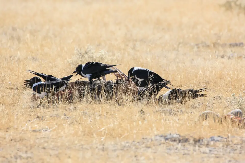 Namibia02-1020.jpg