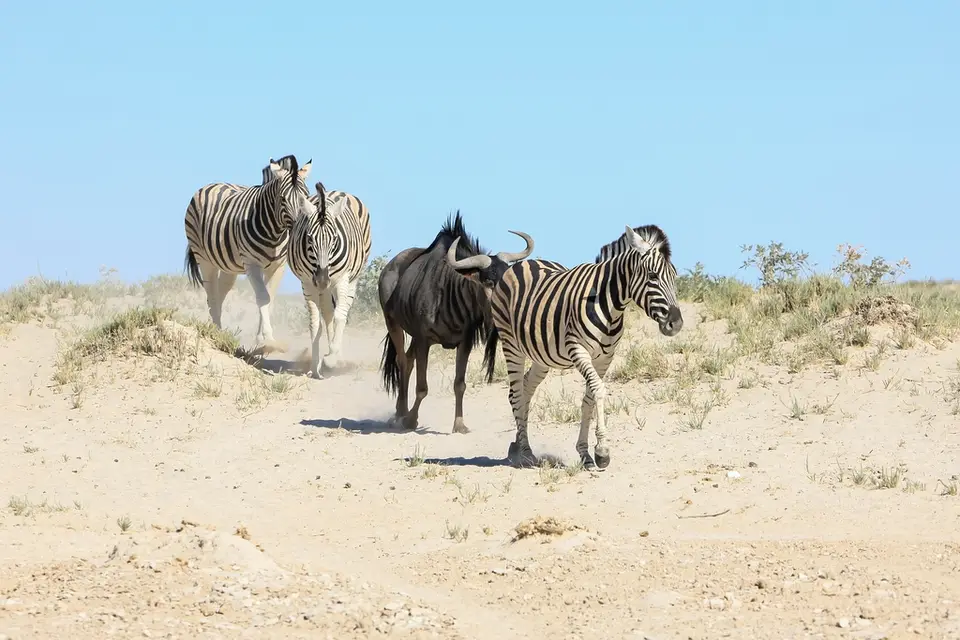 Namibia02-1045.jpg