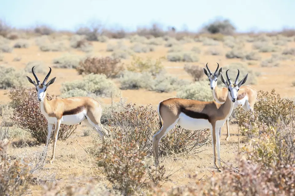 Namibia02-1059.jpg