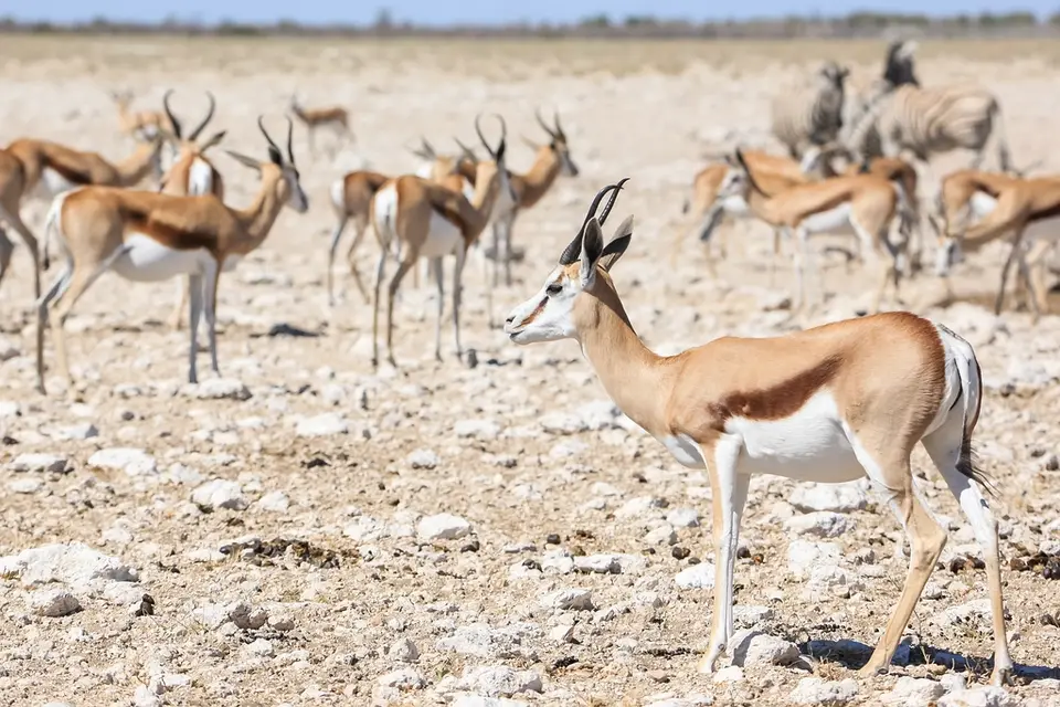 Namibia02-1071.jpg