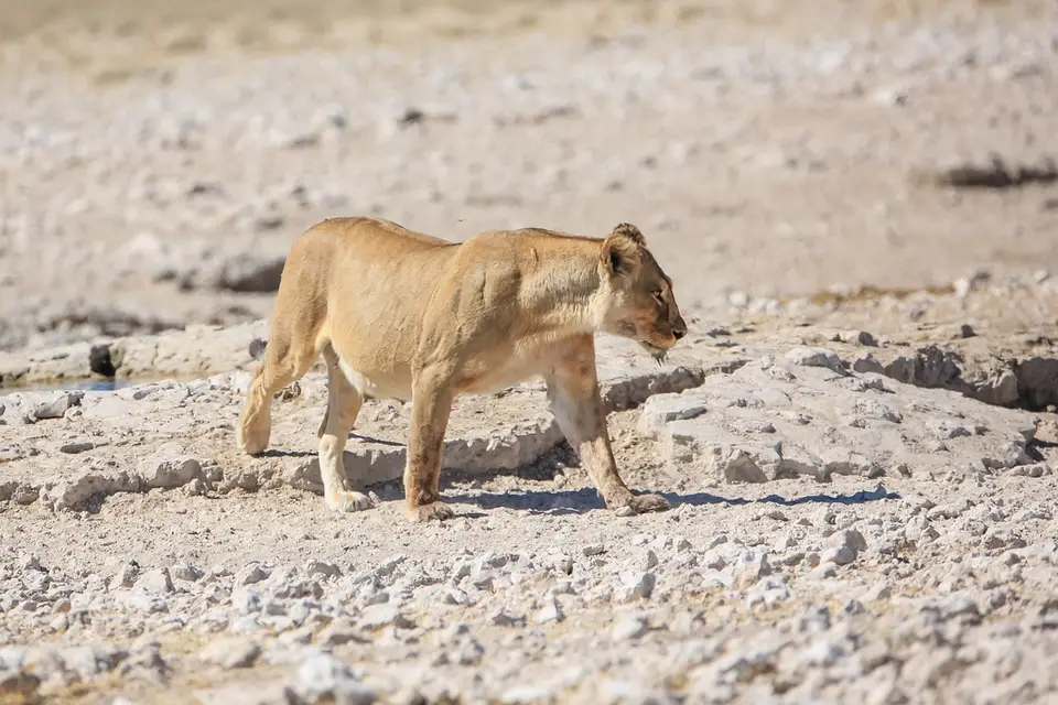Namibia02-1146.jpg
