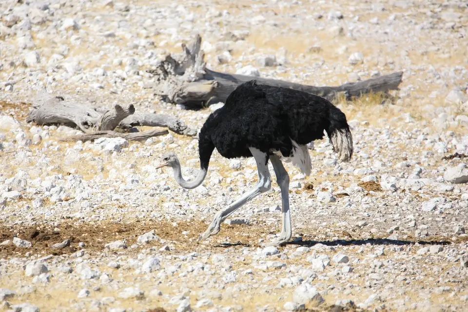 Namibia02-1162.jpg