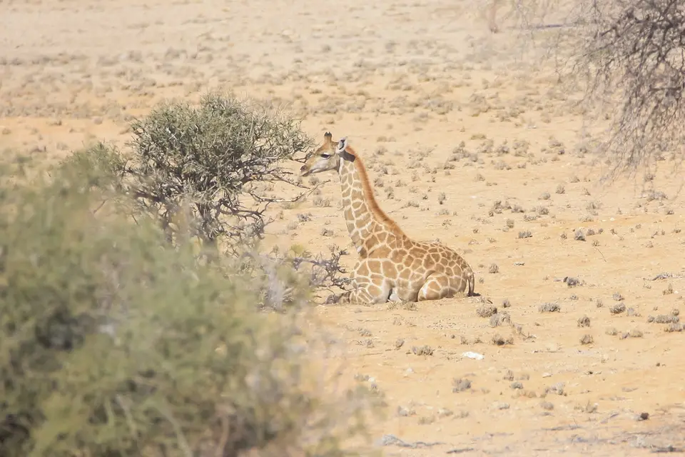 Namibia02-2073.jpg