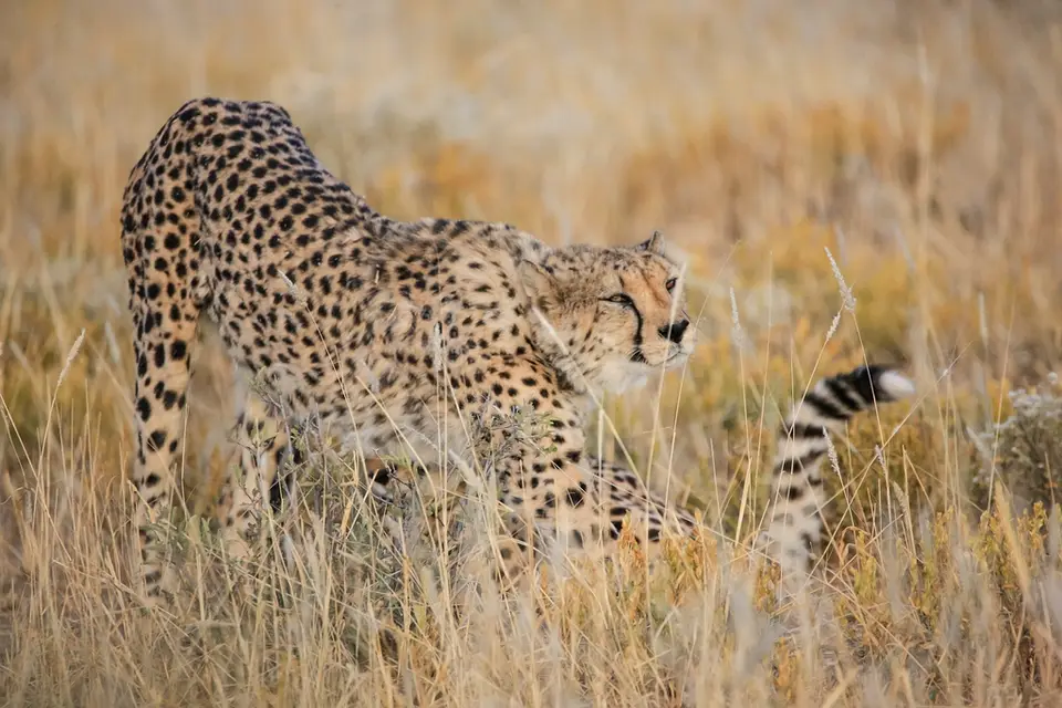 Namibia02-462.jpg