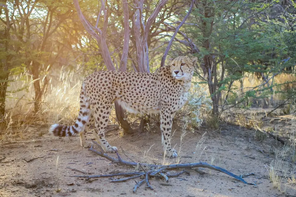 Namibia02-57.jpg