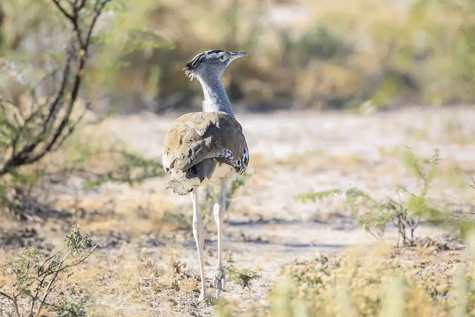 Namibia02-573.jpg