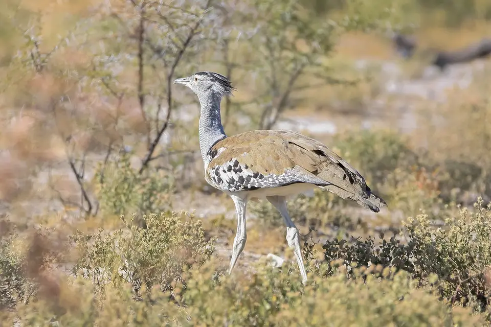 Namibia02-582.jpg