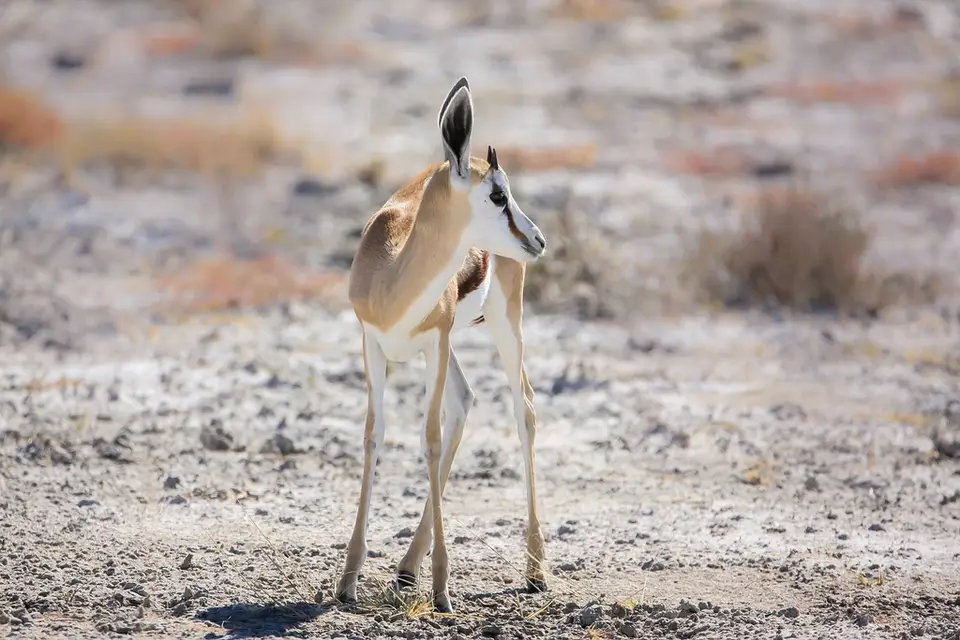 Namibia02-594.jpg