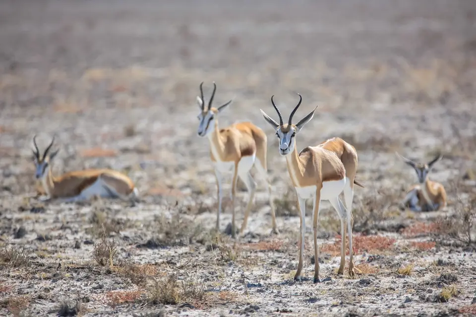Namibia02-599.jpg