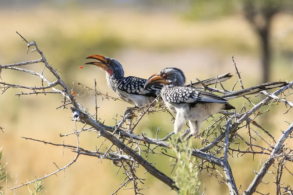 Namibia02-708.jpg