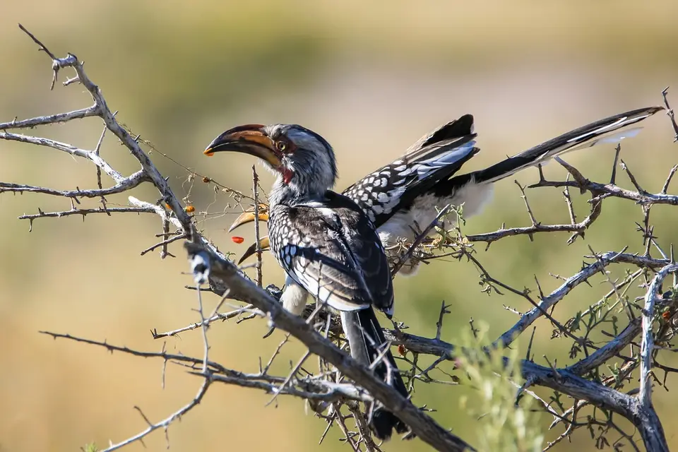Namibia02-712.jpg