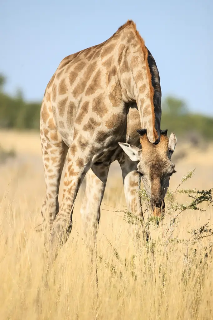Namibia02-864.jpg
