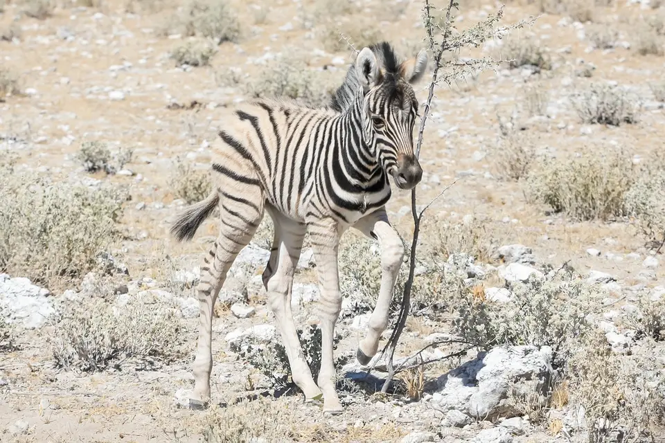 Namibia02-892.jpg