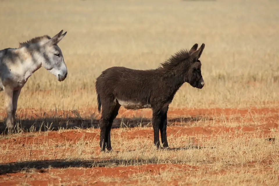 Namibia03-555.jpg