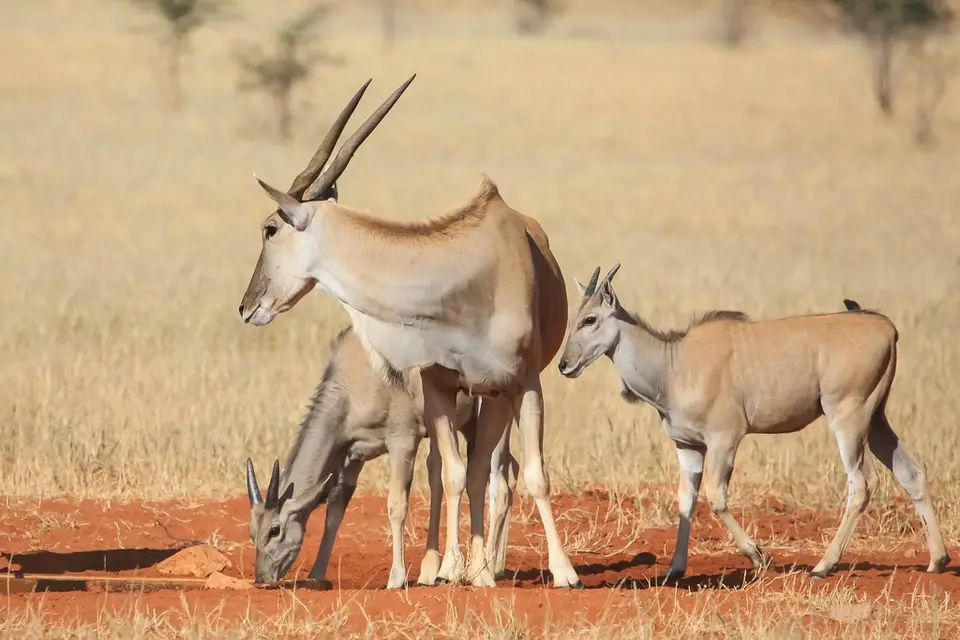 Namibia03-556.jpg