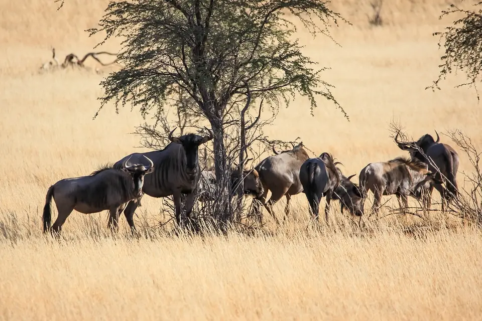 Namibia03-615.jpg