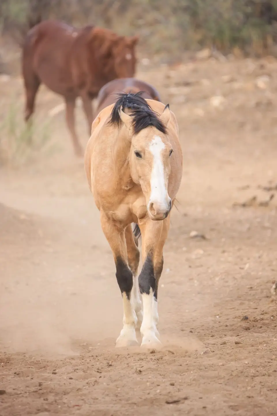 Namibia2016-12.jpg