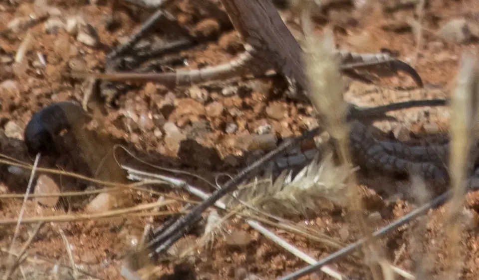 Vogelbestimmung-0399.jpg