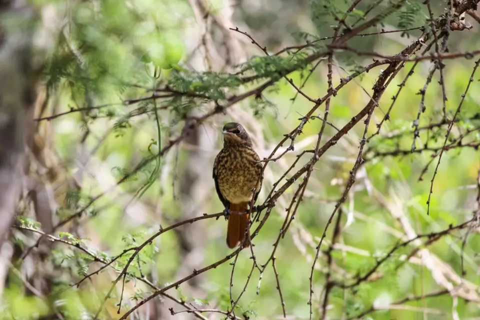 Vogelbestimmung-0716.jpg