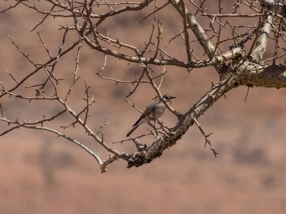 Vogelbestimmung-2352.jpg