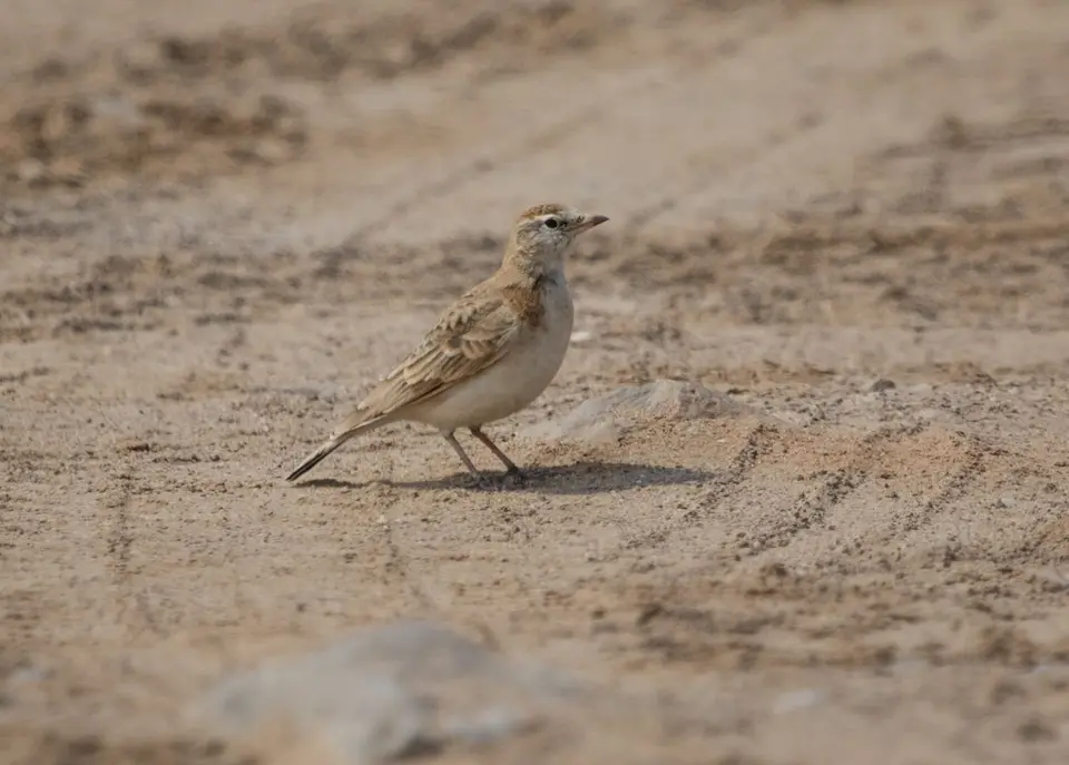 Vogelbestimmung-2984.jpg