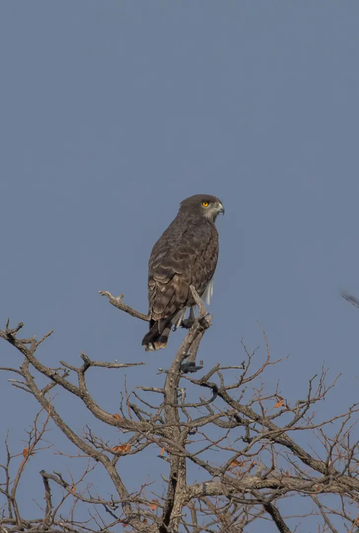 Vogelbestimmung-3706.jpg