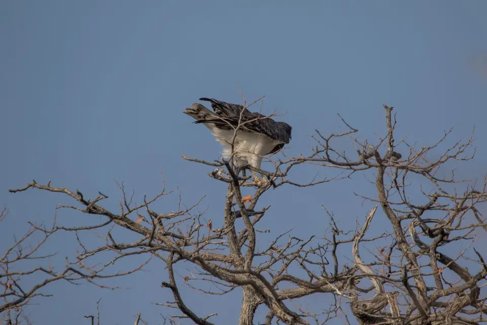 Vogelbestimmung-3712.jpg